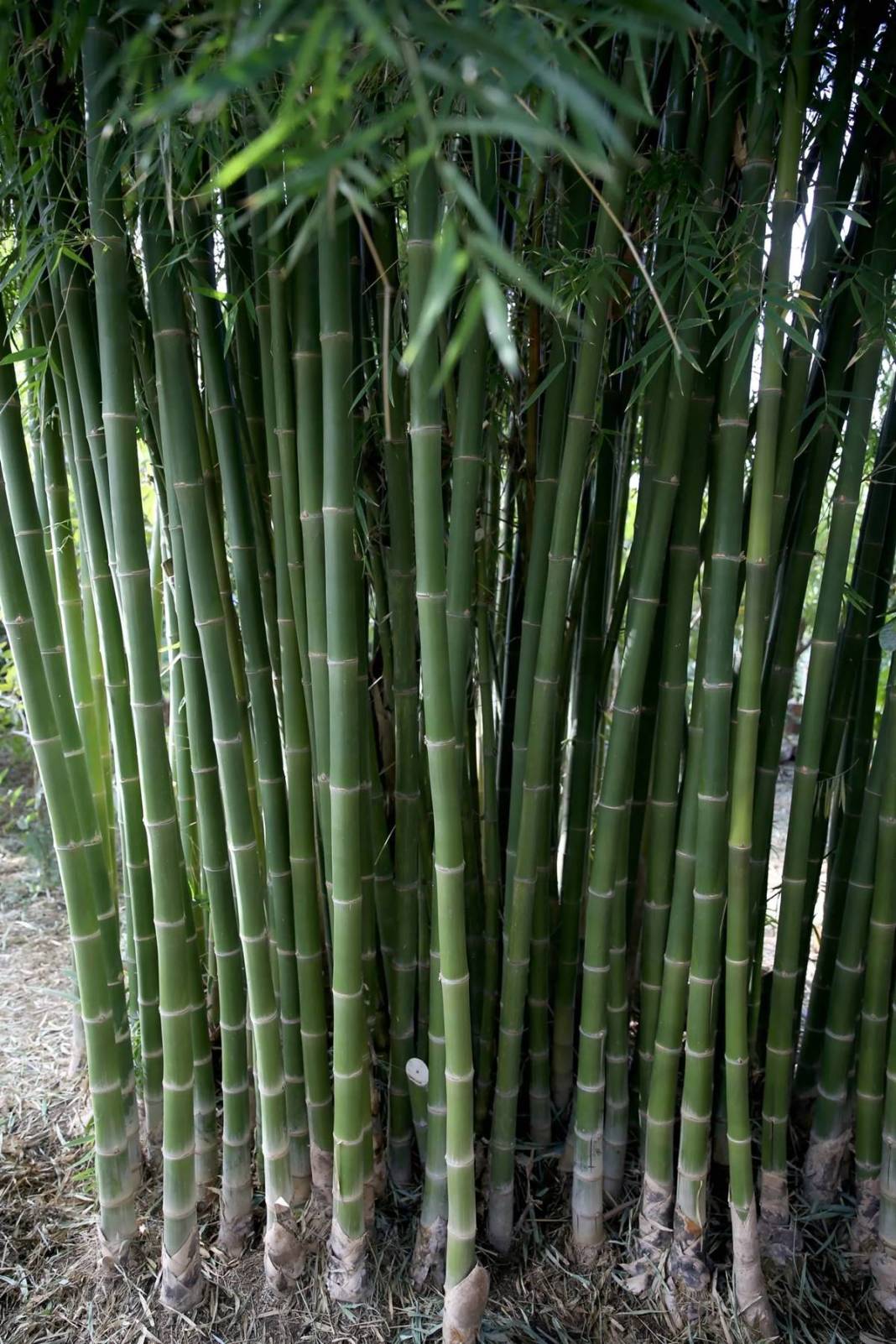 Balkonda eğlencesine yetiştirmeye başlamıştı, şimdi dev fidanlık kurdu! Paraya para demiyor, nereden nereye... 7